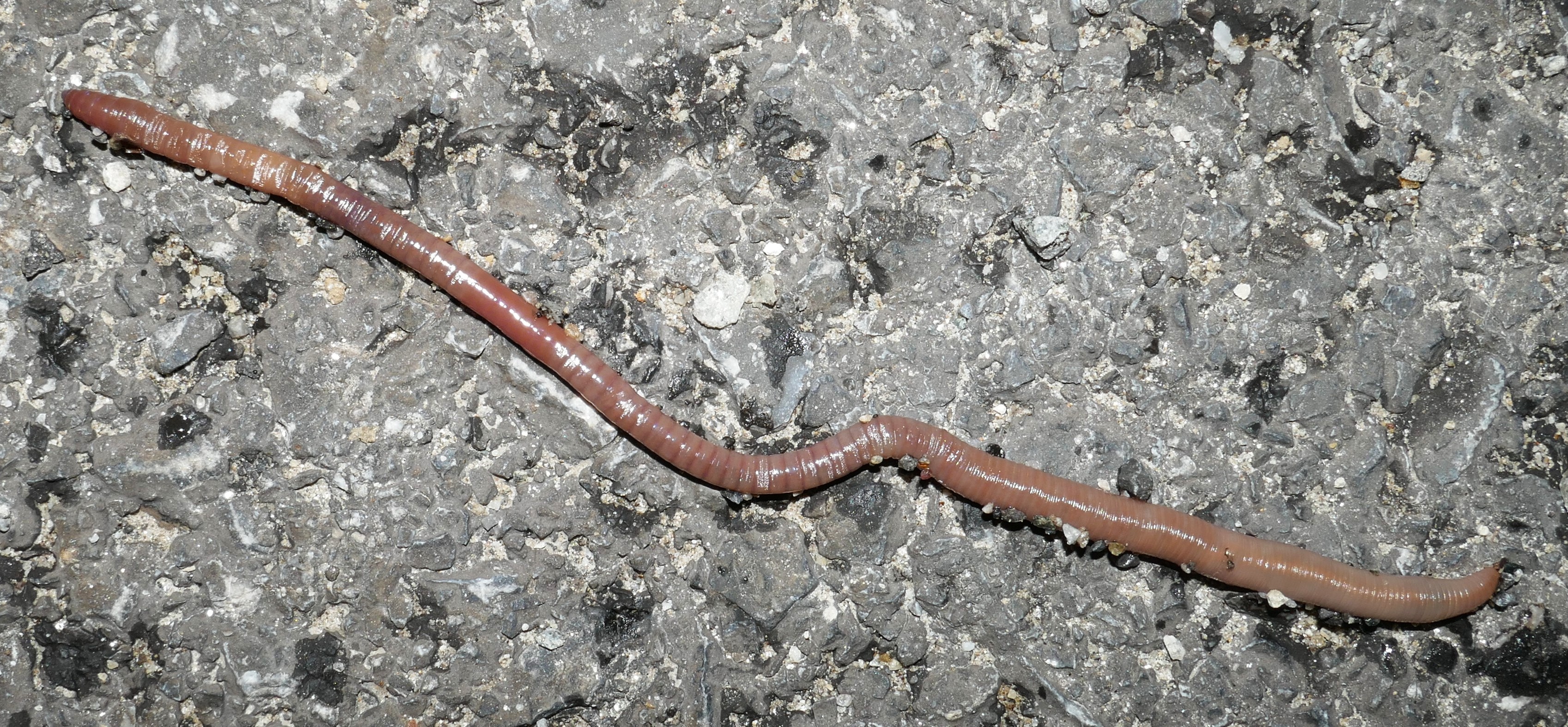 Picture of a worm in Austria